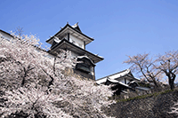 金澤城櫻花季