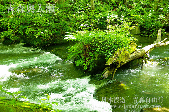 青森奧入瀨溪流夏季景色