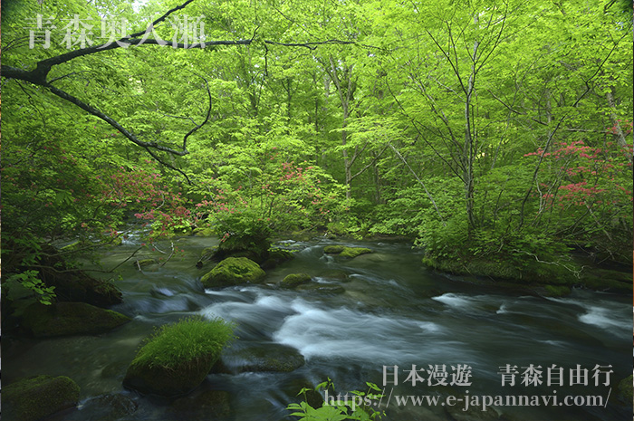 奧入瀨溪流夏季景色