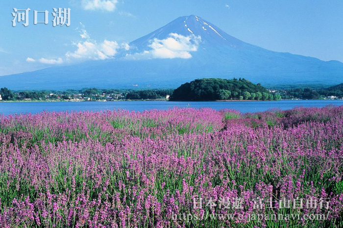 河口湖富士山春天景色