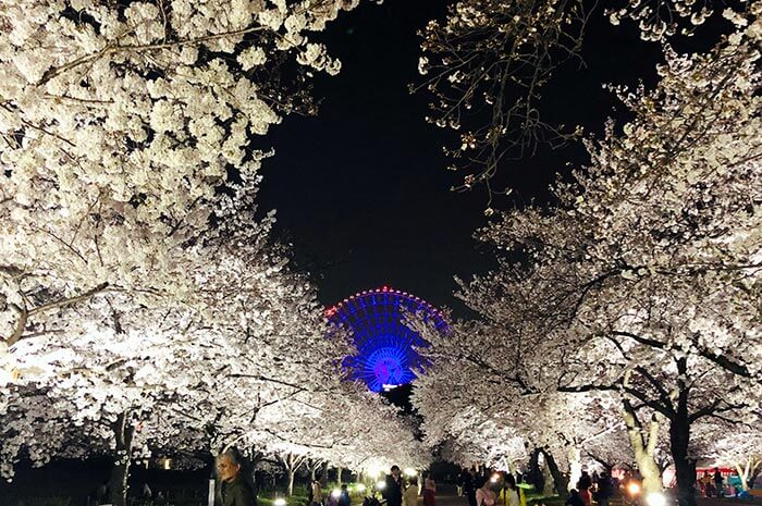 遊大阪萬博紀念公園 大阪萬國博覽會遺址 大阪自然文化公園 日本庭園 岡本太郎創作的 太陽塔 日本漫遊