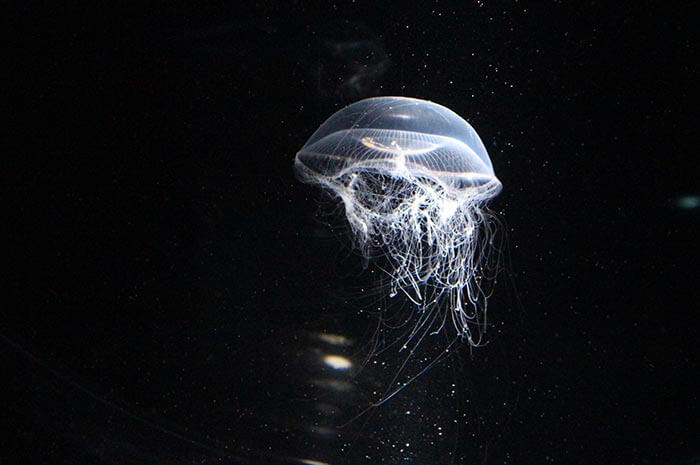 遊大阪水族館 海遊館 5400立米大水槽 3萬餘條海洋生物 最大的看點大鯨鯊 大阪灣一帶景點推薦 日本漫遊