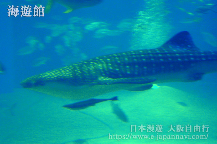 遊大阪水族館 海遊館 5400立米大水槽 3萬餘條海洋生物 最大的看點大鯨鯊 大阪灣一帶景點推薦 日本漫遊