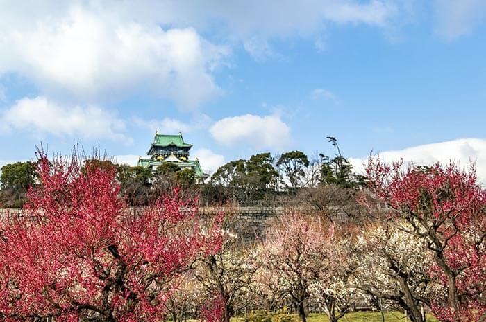 遊大阪城公園 大阪城櫻花與梅林 大阪城音樂廳 刻印石廣場 西之丸庭園 大阪城弓道場 大阪迎賓館 日本漫遊