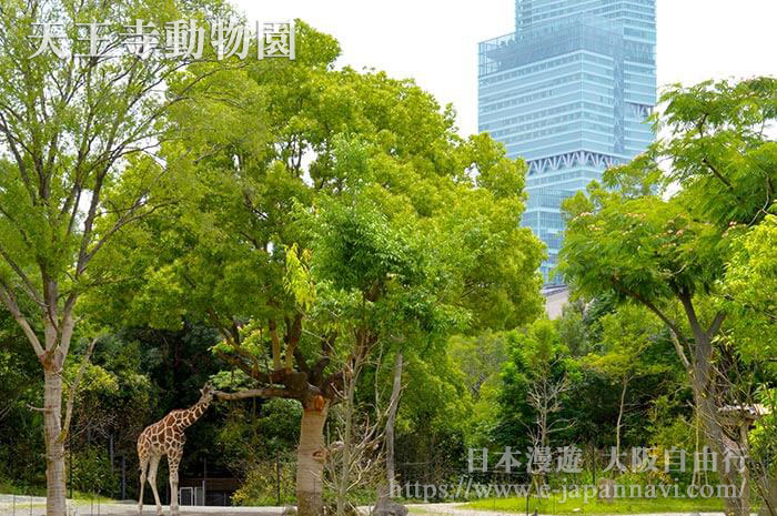 遊大阪天王寺動物園 位於大阪天王寺公園內的大阪動物園 大阪天王寺 阿倍野一帶景點推薦 日本漫遊